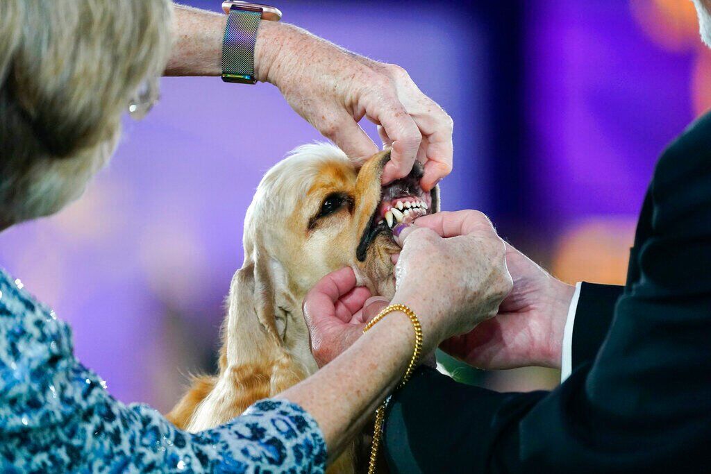 Westminster Dog Show